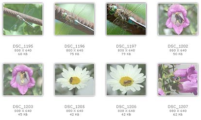 Express Thumbnail Creator