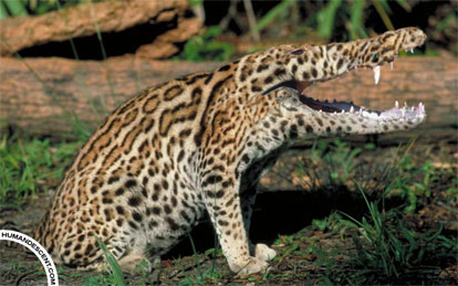 fotomontaggi fotomontaggio